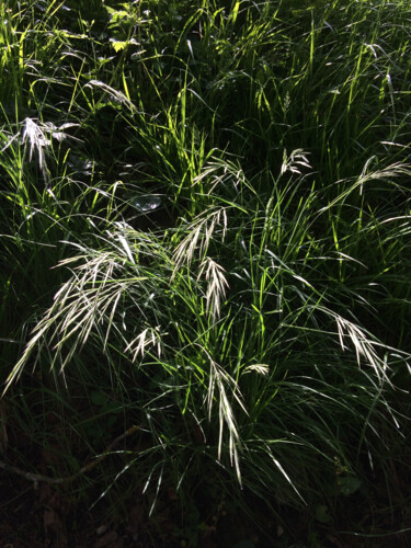 Fotografia zatytułowany „Nature sauvage” autorstwa Camille R., Oryginalna praca, Fotografia cyfrowa