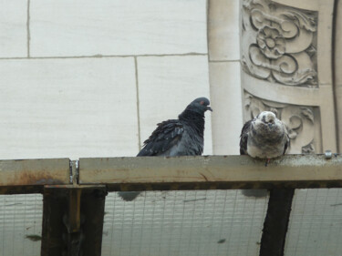 Photography titled "Pigeons parisiens" by Camille R., Original Artwork, Digital Photography