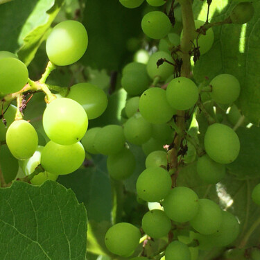 Фотография под названием "Raisin" - Camille R., Подлинное произведение искусства, Не манипулируемая фотография