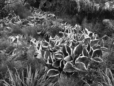 Photographie intitulée "Belles plantes" par Camille R., Œuvre d'art originale, Photographie non manipulée