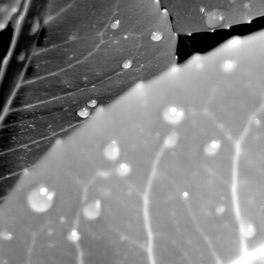 Photographie intitulée "Créature marine" par Camille R., Œuvre d'art originale, Photographie numérique