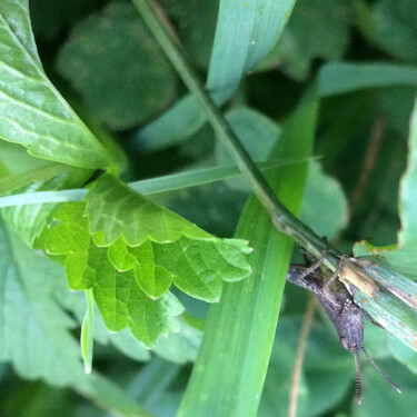 Photography titled "Acrobate" by Camille R., Original Artwork, Non Manipulated Photography