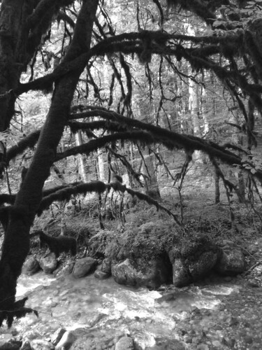 Photography titled "Dans la forêt une r…" by Camille R., Original Artwork, Digital Photography