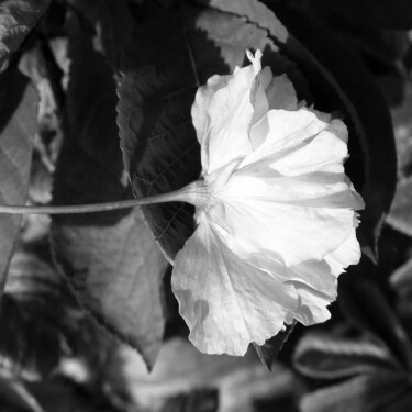 Photography titled "Fleur couchée" by Camille R., Original Artwork, Non Manipulated Photography