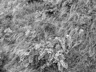 Photographie intitulée "Le talus" par Camille R., Œuvre d'art originale, Photographie non manipulée