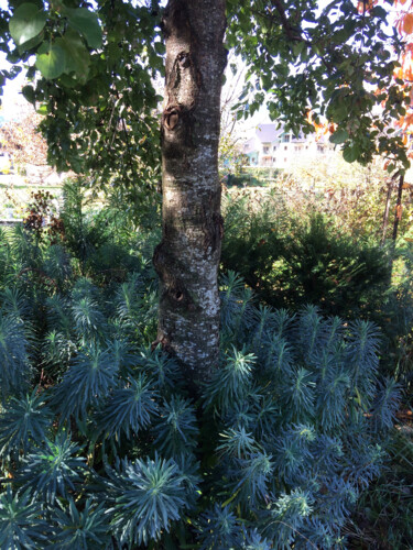 Photographie intitulée "Un arbre à Duingt" par Camille R., Œuvre d'art originale, Photographie non manipulée