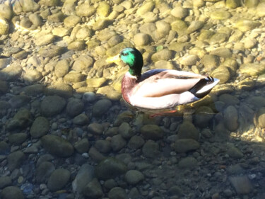 Photography titled "Colvert au soleil" by Camille R., Original Artwork, Non Manipulated Photography