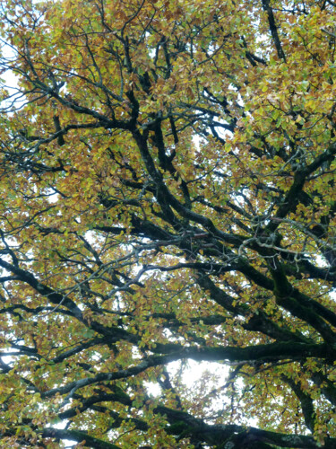 Photographie intitulée "L'encre des branches" par Camille R., Œuvre d'art originale, Photographie non manipulée