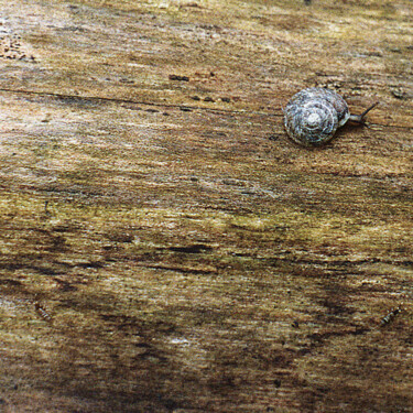 Photography titled "Petit escargot" by Camille R., Original Artwork, Analog photography