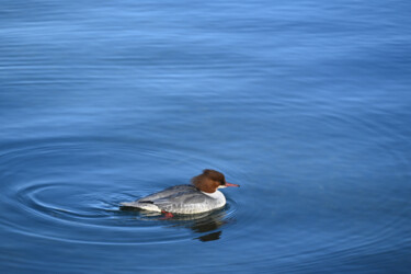 Photography titled "Des ronds dans l'eau" by Camille R., Original Artwork, Non Manipulated Photography