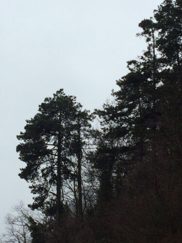 Photographie intitulée "Sombres sapins" par Camille R., Œuvre d'art originale, Photographie non manipulée