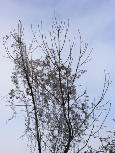 Photographie intitulée "Les arbres danseurs" par Camille R., Œuvre d'art originale, Photographie non manipulée