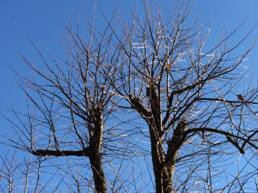 Photographie intitulée "Hérissons" par Camille R., Œuvre d'art originale, Photographie non manipulée