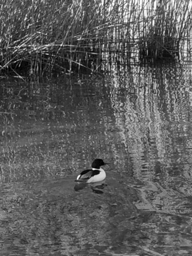 Photography titled "Oiseau sur l'eau" by Camille R., Original Artwork, Non Manipulated Photography