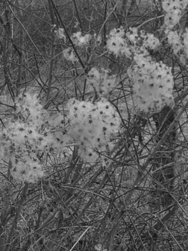 Photographie intitulée "Neige en fleur" par Camille R., Œuvre d'art originale, Photographie non manipulée