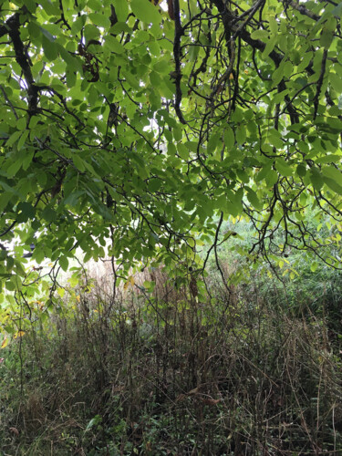 Fotografía titulada "Sous le couvert du…" por Camille R., Obra de arte original, Fotografía no manipulada