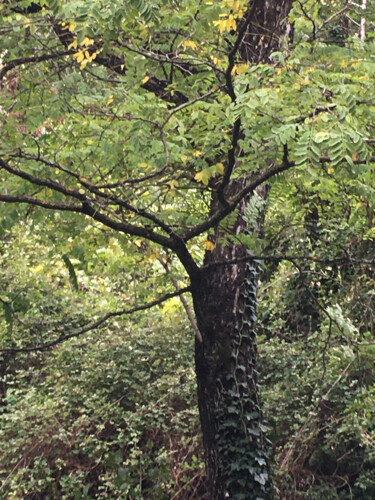 「L'arbre danseur」というタイトルの写真撮影 Camille R.によって, オリジナルのアートワーク, 操作されていない写真
