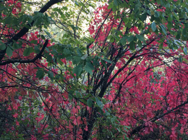 Photography titled "Les arbres rouges" by Camille R., Original Artwork, Non Manipulated Photography