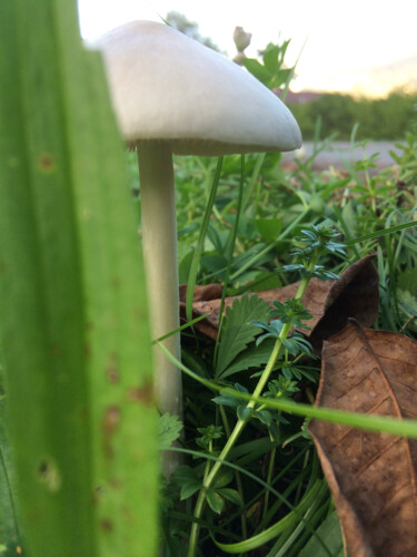 Fotografía titulada "Chapeau !" por Camille R., Obra de arte original, Fotografía no manipulada