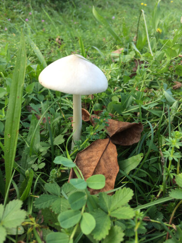 Photographie intitulée "Un joli champignon…" par Camille R., Œuvre d'art originale, Photographie non manipulée