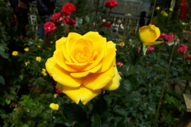 Fotografia zatytułowany „Rose jaune” autorstwa Carl Legault, Oryginalna praca, Fotografia cyfrowa