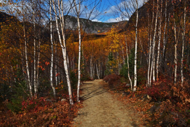 Photography titled "Le sentier" by Carl Legault, Original Artwork, Digital Photography Mounted on Wood Stretcher frame