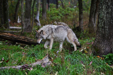 Photographie intitulée "Loup gris du Canada" par Carl Legault, Œuvre d'art originale, Photographie numérique Monté sur Châss…