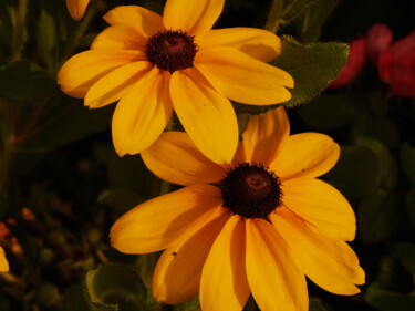 Фотография под названием "Yellow flowers 2" - Carl Legault, Подлинное произведение искусства, Цифровая фотография Установлен…