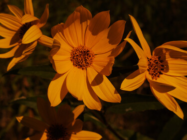 Фотография под названием "Yellow flowers 3" - Carl Legault, Подлинное произведение искусства, Цифровая фотография Установлен…