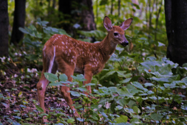 Photography titled "Bambi" by Carl Legault, Original Artwork, Digital Photography Mounted on Wood Stretcher frame