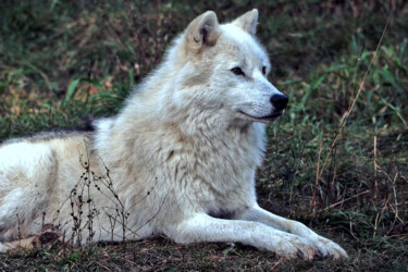 Loup blanc Photographie intitulée "Loup blanc" par Carl Legault, Œuvre d'art originale, Photographie numérique