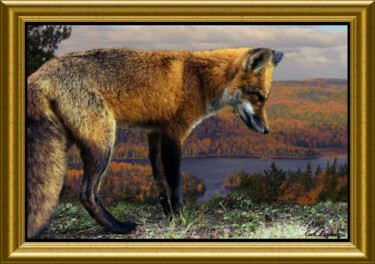 Photography titled "Renard roux curieux" by Carl Legault, Original Artwork, Digital Photography Mounted on Wood Stretcher fr…