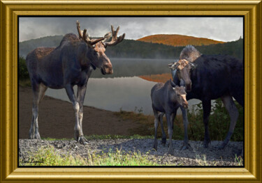Photography titled "Moose family" by Carl Legault, Original Artwork, Digital Photography Mounted on Wood Stretcher frame