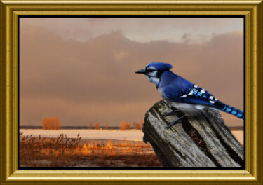 Photography titled "Blue geai" by Carl Legault, Original Artwork, Digital Photography Mounted on Wood Stretcher frame