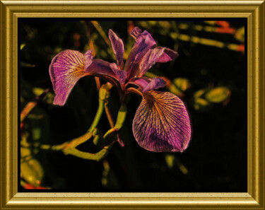 Photography titled "Iris sauvage" by Carl Legault, Original Artwork, Digital Photography Mounted on Other rigid panel