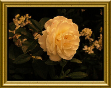 Photography titled "Rose blanche" by Carl Legault, Original Artwork, Digital Photography Mounted on Other rigid panel