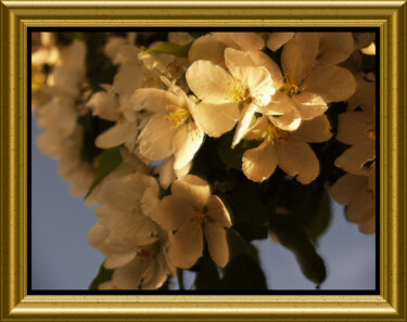 Photographie intitulée "Fleurs de pommier" par Carl Legault, Œuvre d'art originale, Photographie numérique Monté sur Autre p…
