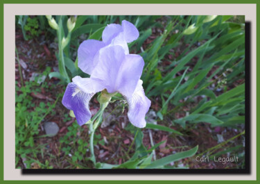 Photographie intitulée "Iris versicolor" par Carl Legault, Œuvre d'art originale, Photographie numérique Monté sur Autre pan…