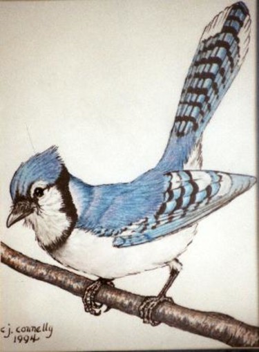 Painting titled "Blue Jay" by Carla J Connelly, Original Artwork, Oil
