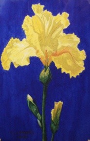 Painting titled "Yellow Iris" by Carla J Connelly, Original Artwork, Oil
