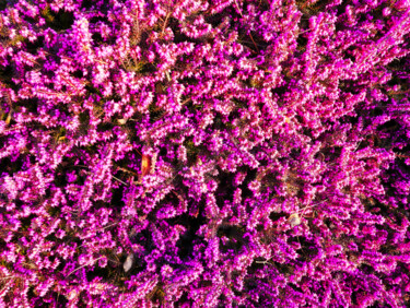 Photographie intitulée "Erica en fleur" par Carlo Ravedoni, Œuvre d'art originale, Photographie numérique