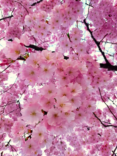 Photographie intitulée "Cerisier en fleurs" par Carlo Ravedoni, Œuvre d'art originale, Photographie numérique