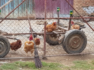 Fotografie getiteld "Poulailler Carpinis…" door Carlos Vieira, Origineel Kunstwerk, Niet gemanipuleerde fotografie