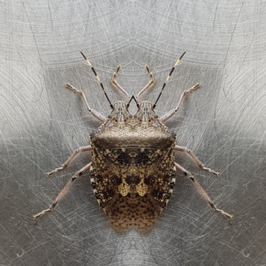 Photography titled "Rhopalidae à deux t…" by Carlos Vieira, Original Artwork, Digital Photography