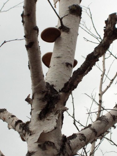Photography titled "Birch with Fungi" by Carmen Dragone, Original Artwork