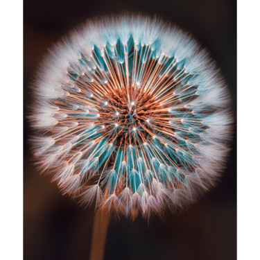 Photography titled "Dandelion" by Carola Haese, Original Artwork, Digital Photography