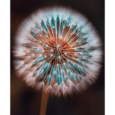 Fotografia zatytułowany „Dandelion” autorstwa Carola Haese, Oryginalna praca, Fotografia cyfrowa