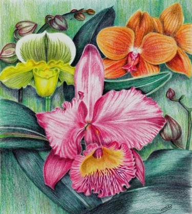 Dessin intitulée "Les orchidées" par Carole D'Aroca, Œuvre d'art originale, Crayon