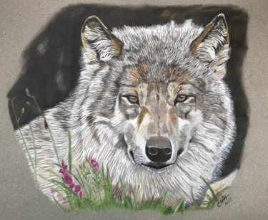 Drawing titled "Grey Wolf #artistsu…" by Carole Mcalpine, Original Artwork, Pencil Mounted on Other rigid panel