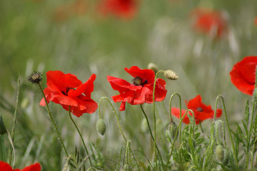 Photography titled "Beautiful poppies 5" by Carol Lynch, Original Artwork, Digital Photography